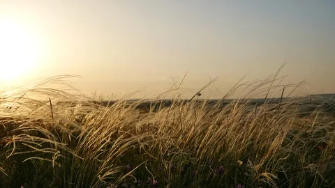 Beautiful Sunset at the field Stock Footage 113178351