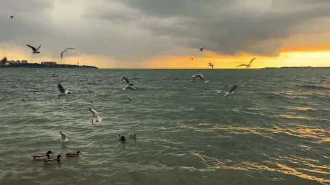 Beautiful sunset filled with the flight of a flock of birds. Stock Footage 152704167
