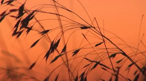 A beautiful sunset Stock Footage 11887304