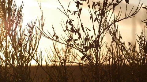 Beautiful Sunset Stock Footage 120379289