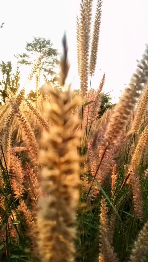 Beautiful Sunset Stock Footage 166960776