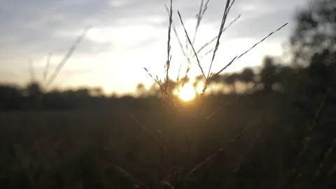 Beautiful sunset forest above trees 4K Hand Held cinematic dusk LOG Slow Motion Stock Footage 166956787