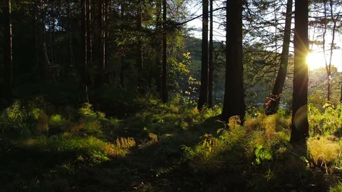 Beautiful sunset in the forest. Bright rays of the sun it the woods Stock Footage 73159177