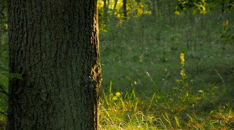 Beautiful Sunset On The Forest Stock Footage 67177069