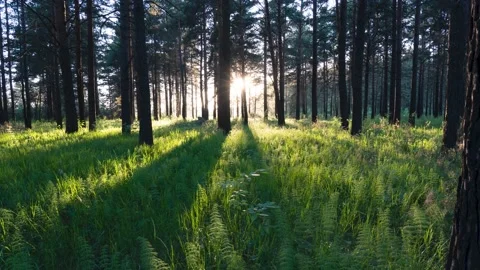 Beautiful sunset in the forest.  Stock Footage 133500731