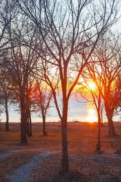 Beautiful  sunset in the forest Stock Photos
