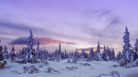 Beautiful sunset in the forest Stock Photos