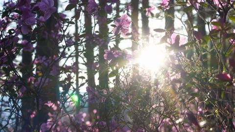 Beautiful sunset in forest. Rays of setting sun lighting amazing pink flowers Stock Footage 90387757