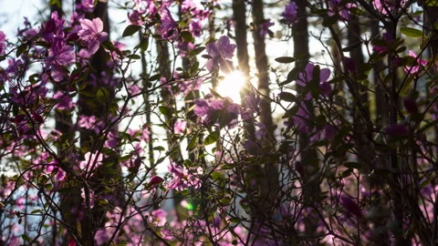 Beautiful sunset in forest. Rays of setting sun lighting amazing pink flowers Stock Footage 91493828