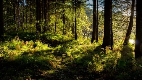 Beautiful sunset in the forest. Time lapse. Bright rays of the sun it the woods Stock Footage