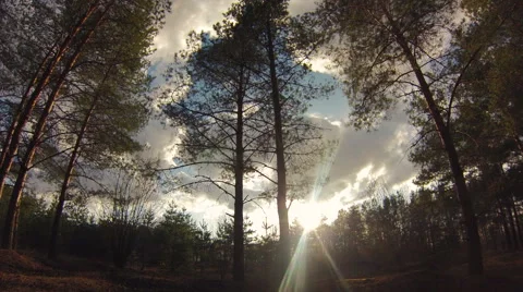 Beautiful sunset in the forest timelapse Stock Footage 66681684