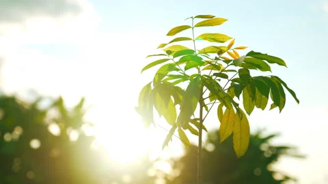 Beautiful sunset on forest, tree on windy of golden silhouette sunset sky backgr Stock Footage 202135374