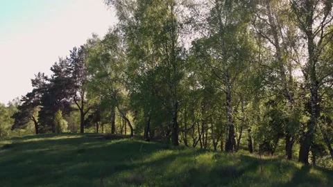 Beautiful sunset in the forest, trees and birches in gold sunny glow Stock Footage 130246399