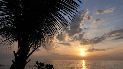 Beautiful sunset in front of a palm tree on a beach in Thailand. Stock Footage 147318676
