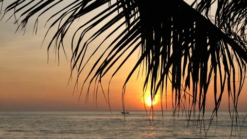 Beautiful sunset in front of a palm tree on a beach in Thailand. Stock Footage 147320227