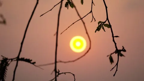 Beautiful Sunset Glowing Behind Silhouetted Tree Leaves Stock Footage 346015227