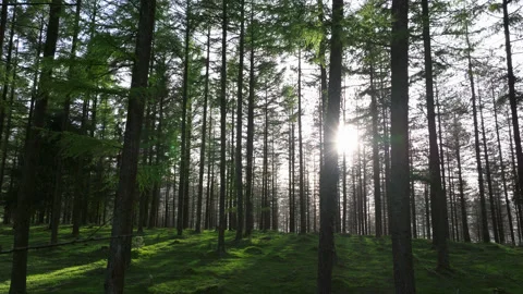 Beautiful sunset in green ground forest 4k Drone shot 4k 2 Stock Footage 272143536