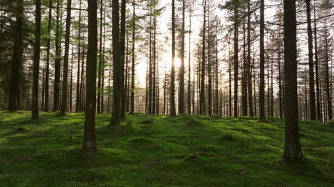 Beautiful sunset in green ground forest 4k Drone Stock Footage 272143667