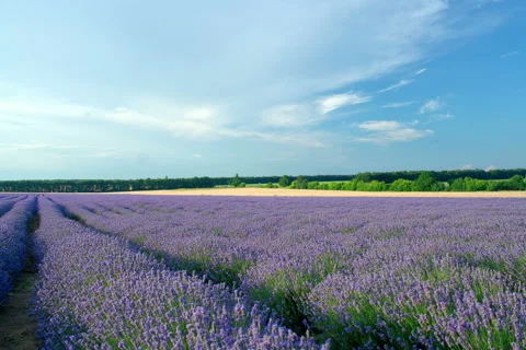 Beautiful sunset HDR time lapse over a lavender field. Video stock 55724022