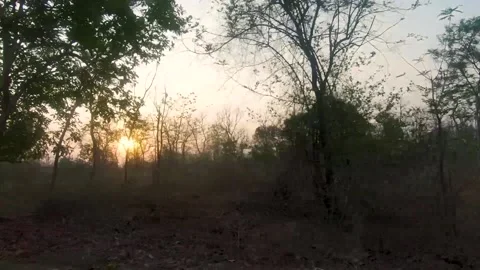 Beautiful sunset in the jungle Stock Footage 208846120