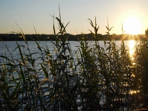 Beautiful sunset on the lake Stock Footage 78551946