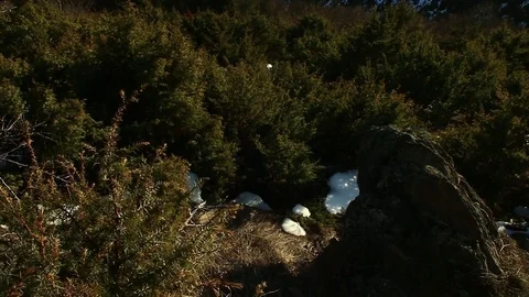 Beautiful sunset Landscape Mountain Peak Top Snow Pine Evergreen Hill Hike Walk Stock Footage 76203391