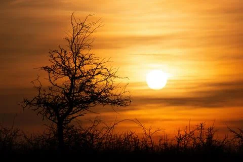 Beautiful sunset landscape with trees. Stock Photos