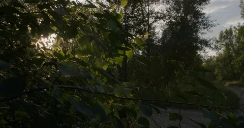 Beautiful sunset leaks through leafs at blooming poplar forest with blue sky Stock Footage 130011966