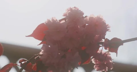 Beautiful sunset lensflare of pink cherry blossom in 8K Stock Footage