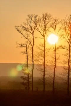 Beautiful sunset light and trees silhouette Stock Photos