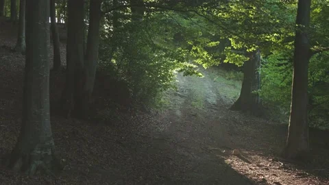Beautiful sunset light in the forest. Warm calm light Stock Footage 203949909