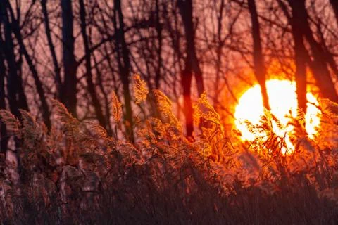 Beautiful sunset light through the woods and reeds Stock Photos