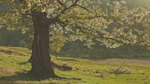 Beautiful sunset light. Tree close up in the forest Stock Footage 186633420
