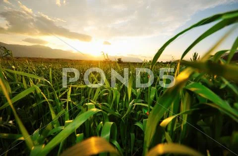Beautiful sunset in nature Stock Photos