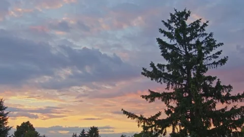 Beautiful sunset with over a big pine tree in the mountain Stock Footage 201843788