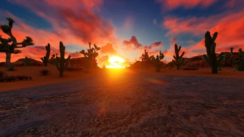 Beautiful sunset over Cactus and Joshua tree in American Desert Stock Footage 119306129