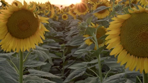 Beautiful Sunset over a Field of Blooming Sunflowers Stock Footage 273408194