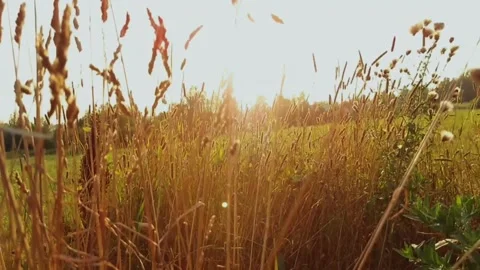 A beautiful sunset over a field Stock Footage 159057456