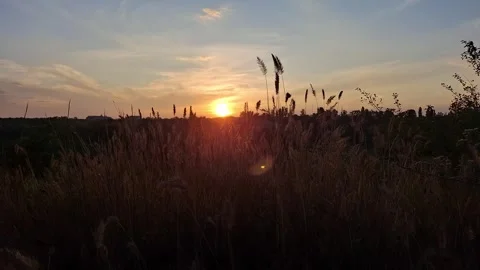 Beautiful sunset over the forest Stock Footage 313789728