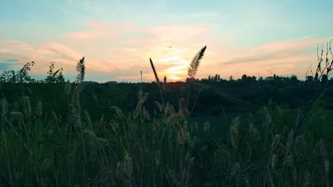 Beautiful sunset over the forest Stock Footage 313789730