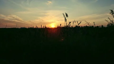 Beautiful sunset over the forest Stock Footage 313789734