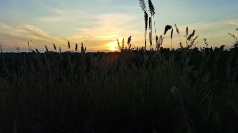 Beautiful sunset over the forest Stock Footage 313789736