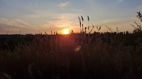Beautiful sunset over the forest Stock Footage 313789737