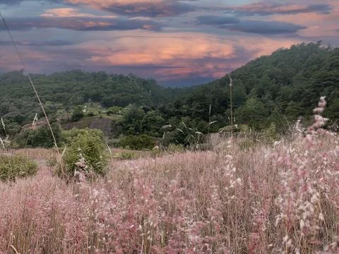Beautiful sunset over green mountain hills and wild pink grass meadow Stock Photos