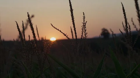 Beautiful sunset over the large field of corn. Stock Footage 54230822