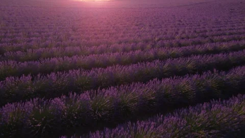 Beautiful Sunset Over Lavender Fields Flying Sideways Towards Setting Lens .. Stock Footage 312559265