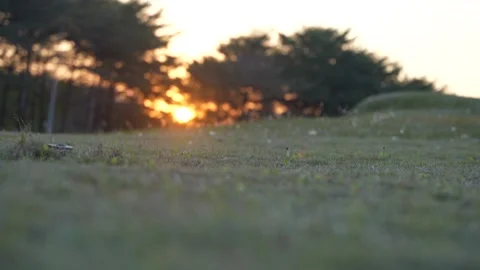 A beautiful sunset over the lawn Stock Footage 201399648
