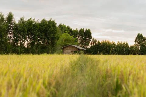 Beautiful sunset over the paddy fields in Thailand. Stock Photos