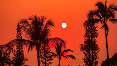 Beautiful  sunset over the palm trees Video stock 72455434