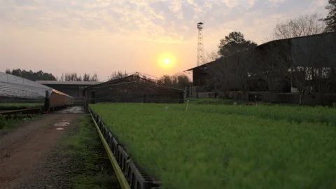 Beautiful sunset over a pine tree nursery with green crops growing in rows. Stock Footage 304582146